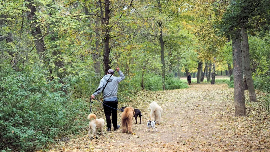 Dog Walkers: Own Your Own Client List